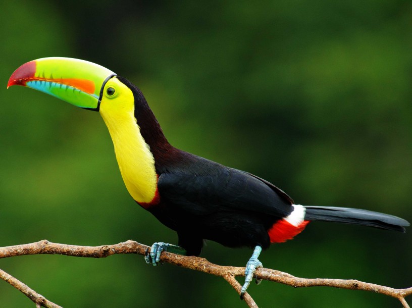 Birding in Belize: Top 5 Most Iconic Birds of Belize